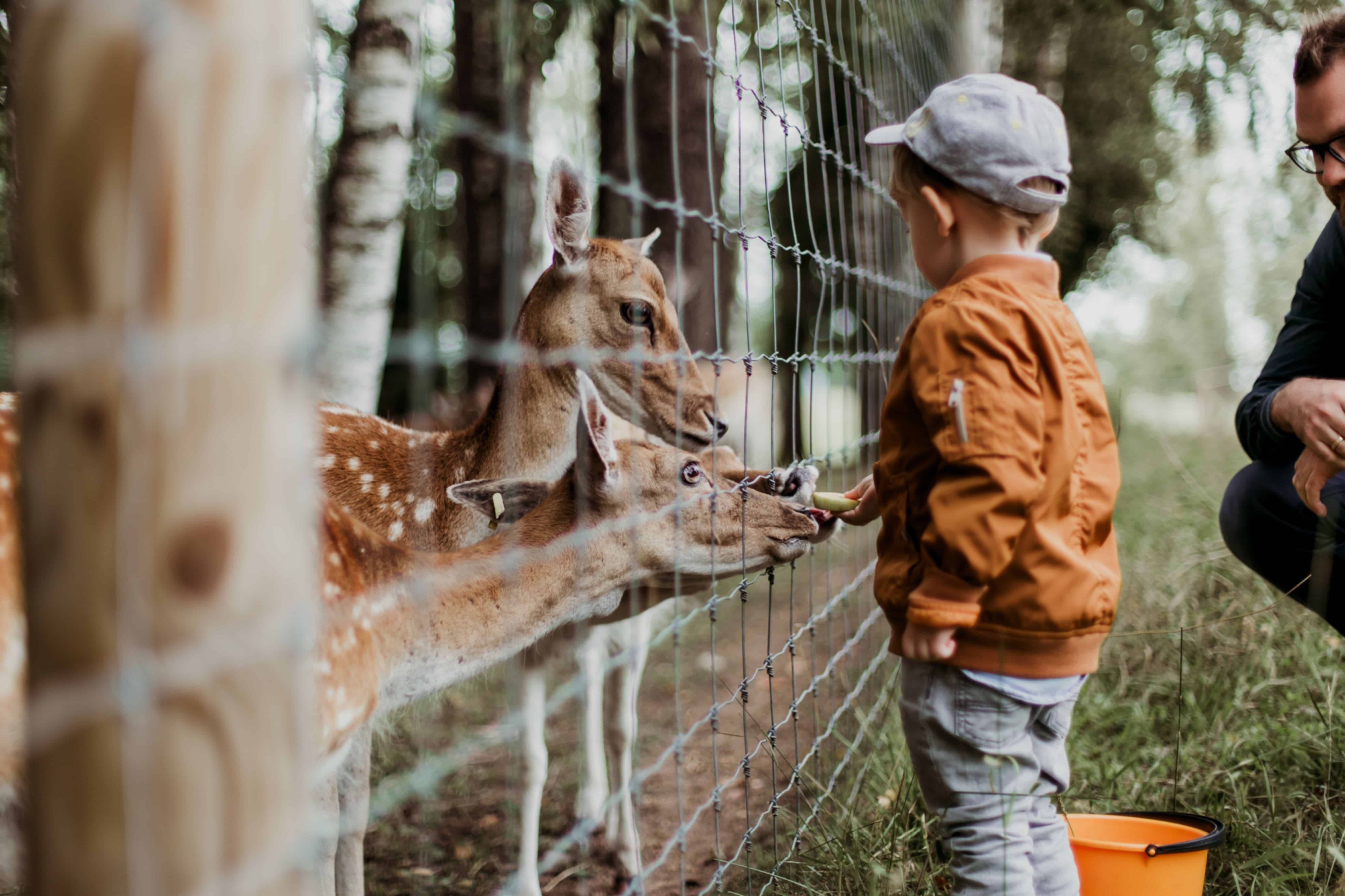 Adelaide Zoo Tickets & Attractions Guide