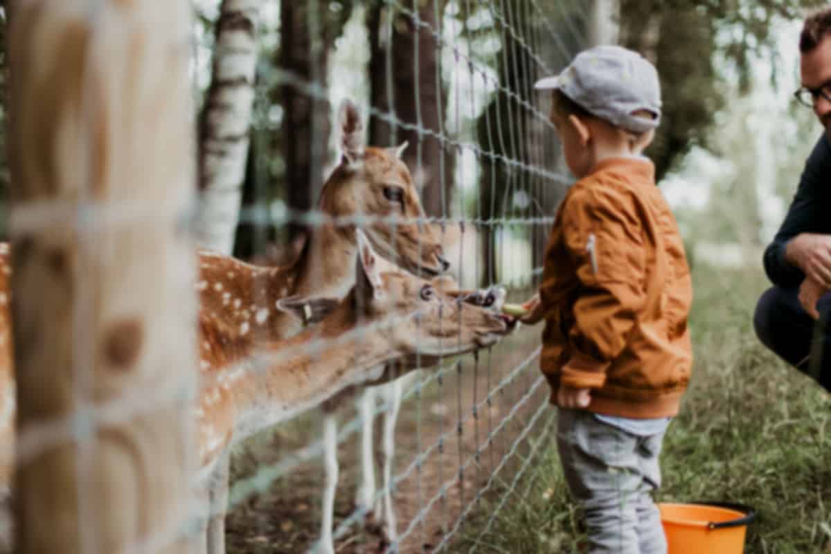 Adelaide Zoo Tickets & Attractions Guide