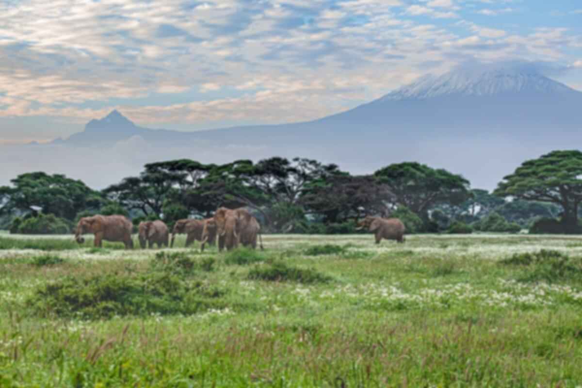 https://images.pickyourtrail.com/Amboseli_National_Park_faa0468983.jpg?dpr=1&q=40