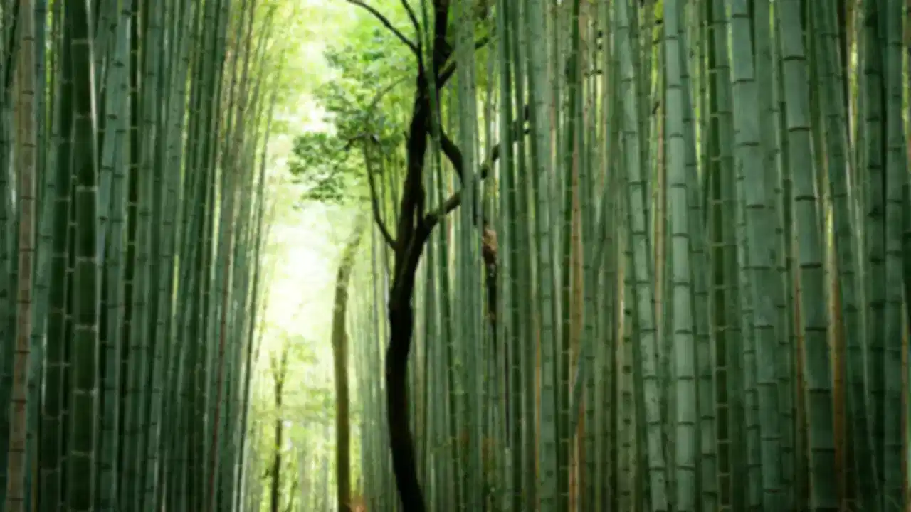 Arashiyama Bamboo Grove Kyoto: Forest Walk, History, Timings & Visitor Guide
