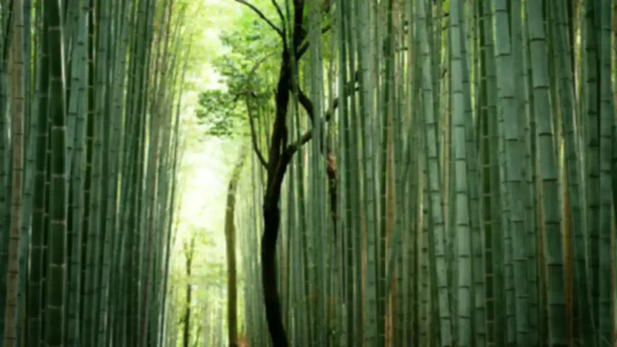 Arashiyama Bamboo Grove Kyoto: Forest Walk, History, Timings & Visitor Guide