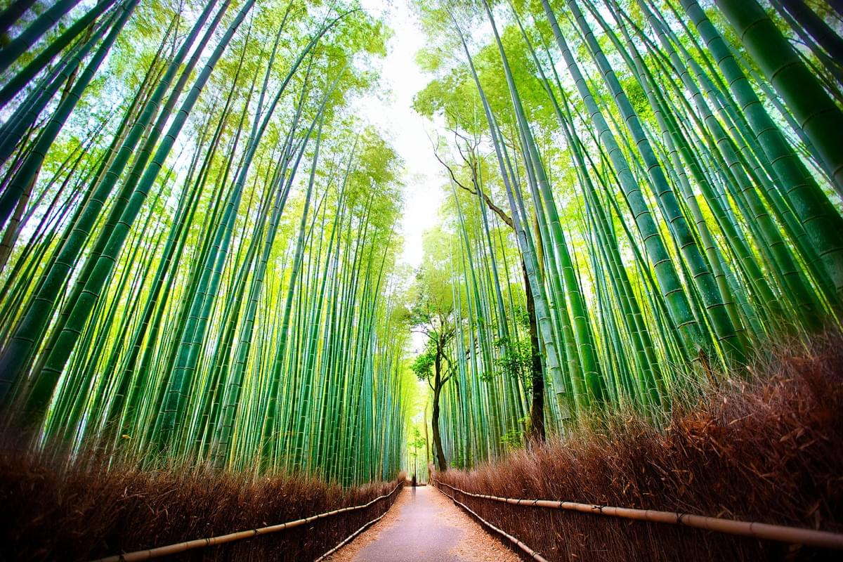 Arashiyama Bamboo Grove Japan