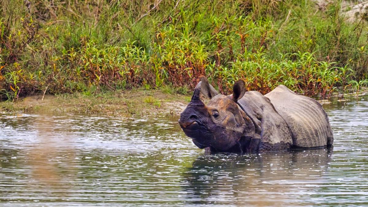 Assam Nature Wildlife Tourism