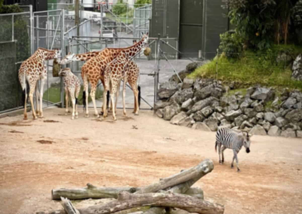 Auckland Zoo Travel Guide 2026: Tickets, Timings, Animals & Visitor Tips