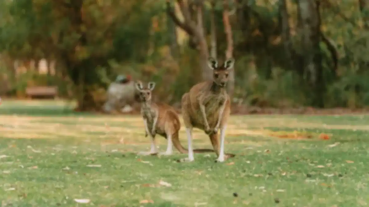 Australia in May 2026: Weather, Festivals, Things to Do & Complete Travel Guide