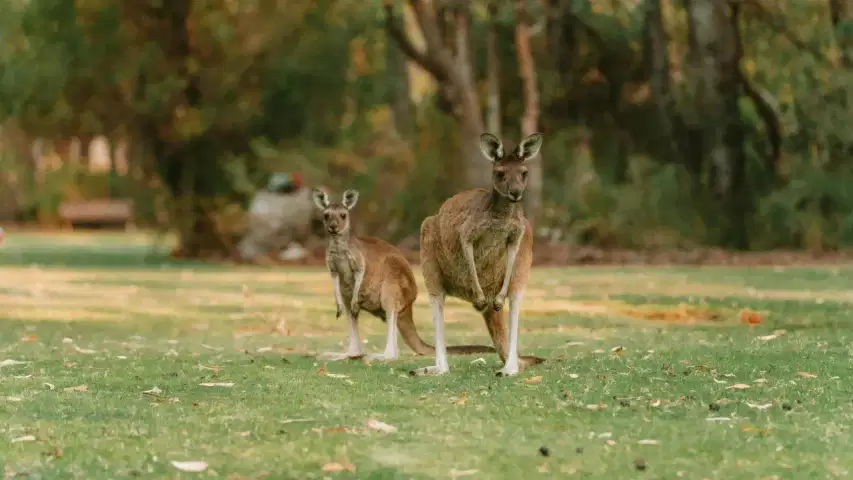 Australia in May 2026: Weather, Festivals, Things to Do & Complete Travel Guide
