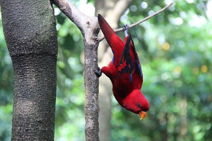 Bali Bird Park .jpg