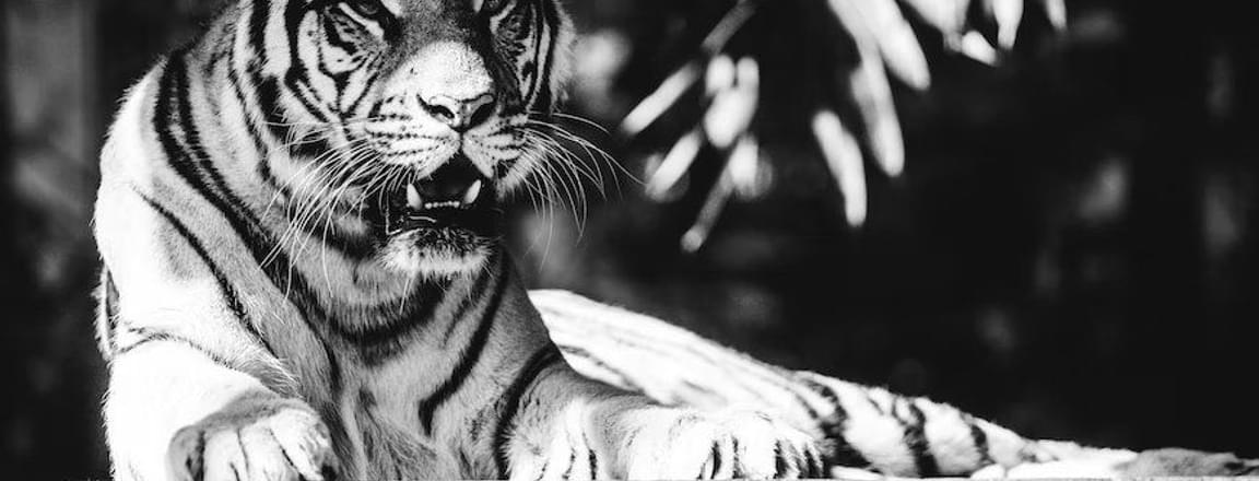 Bali Safari and Marine Park .jpg