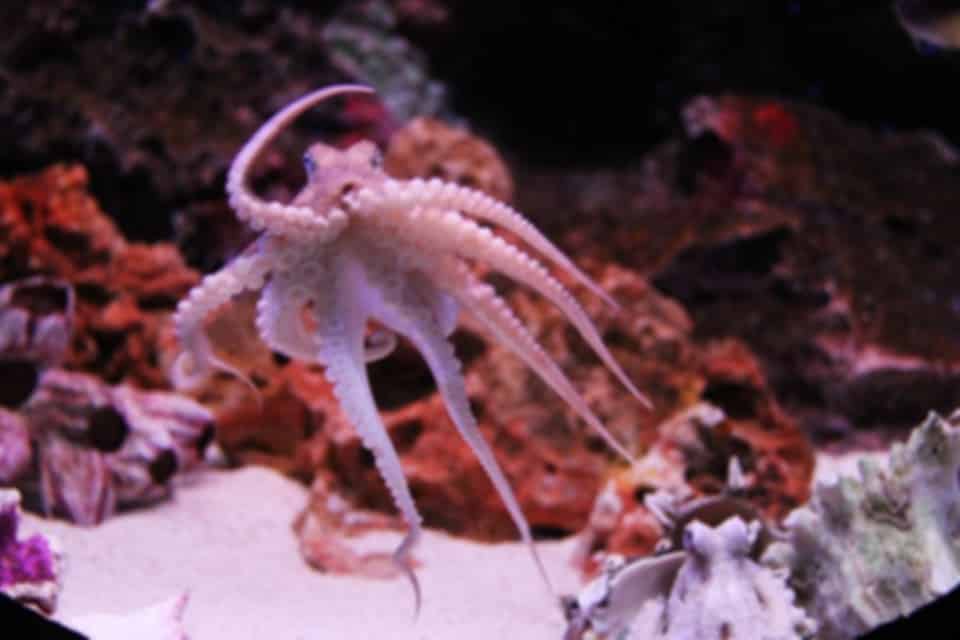 SEA LIFE Bangkok Ocean World