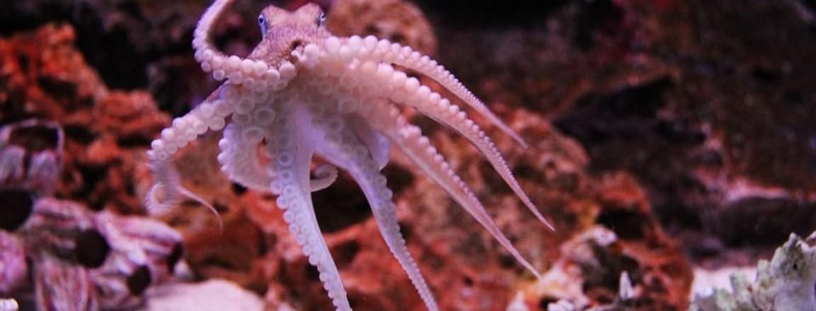 Bangkok Ocean World .jpeg