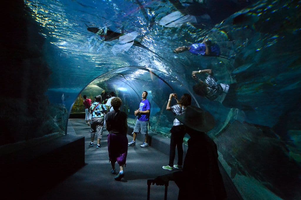 Bangkok Ocean World: Discover Aquatic Adventures in the City ...