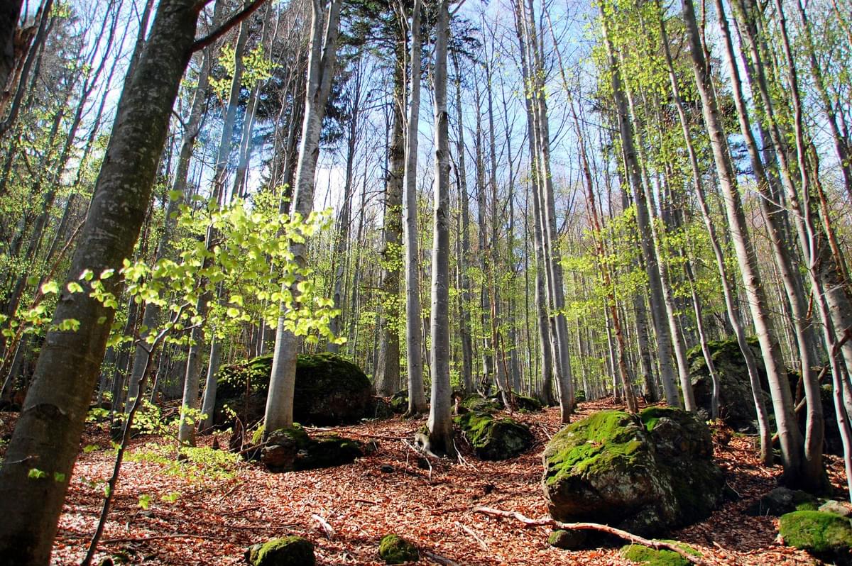 Bavarian Forest National Park Germany