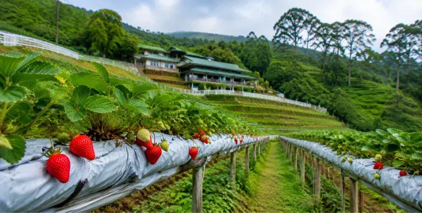 Big Red Strawberry Farm surrounded by lush plants, among places to visit in Cameron Highlands