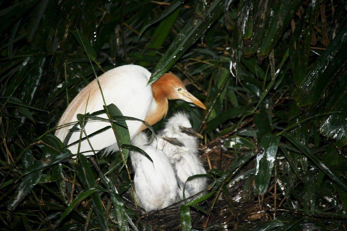 Bird Village of Petulu.jpeg