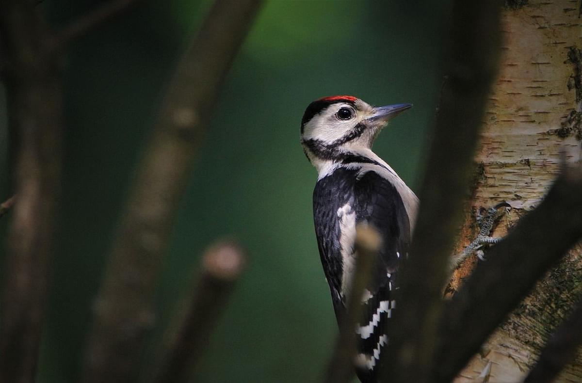 Bird Watching in Assam