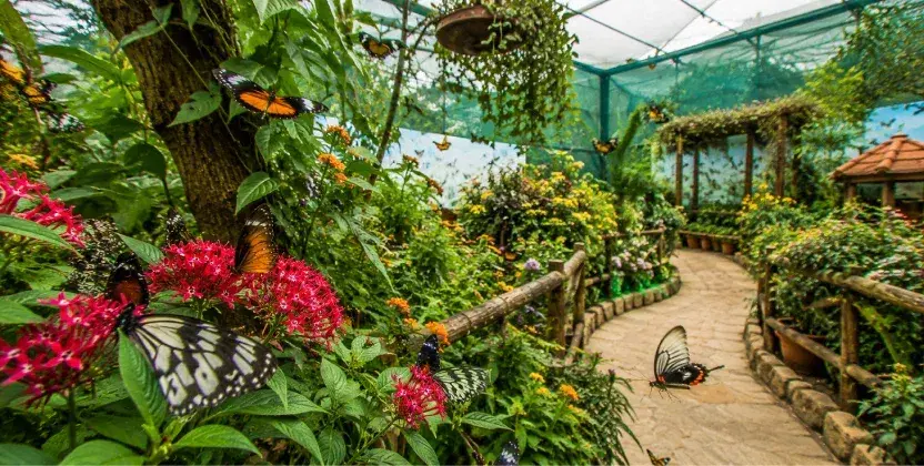 Colorful butterflies among flowers at a place to visit in Cameron Highlands