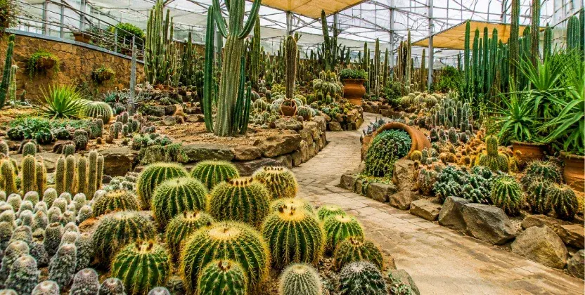 Cactus Valley filled with diverse cacti, one of places to visit in Cameron Highlands
