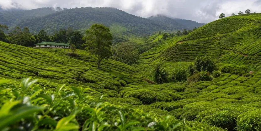 Cameron Bharat Tea Estate with rolling tea gardens