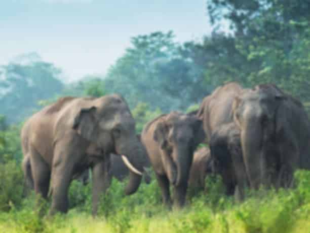 Elephant Jungle Sanctuary in Chiang Mai, Thailand