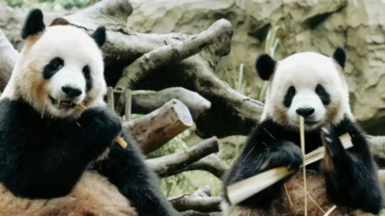 Chiang Mai Zoo in 2026: Tickets, Pandas, Aquarium & What to Know Before You Go