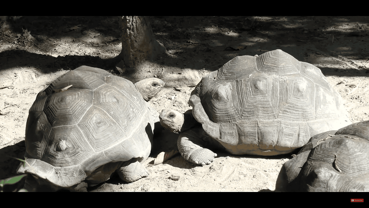 Chiang mai zoo