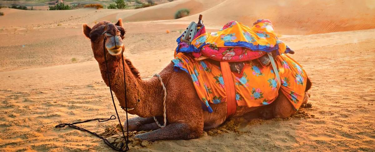 Desert Safari in Rajasthan