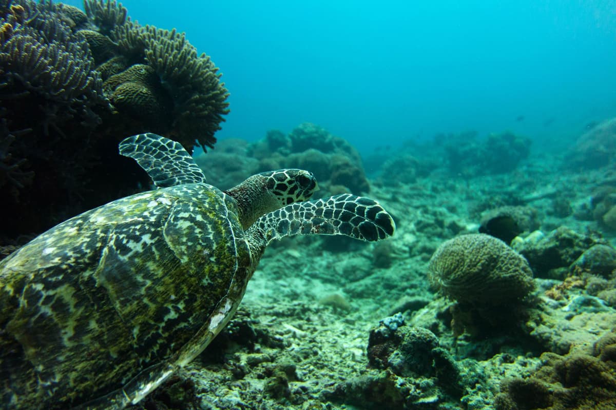 Diving Spots in Bali