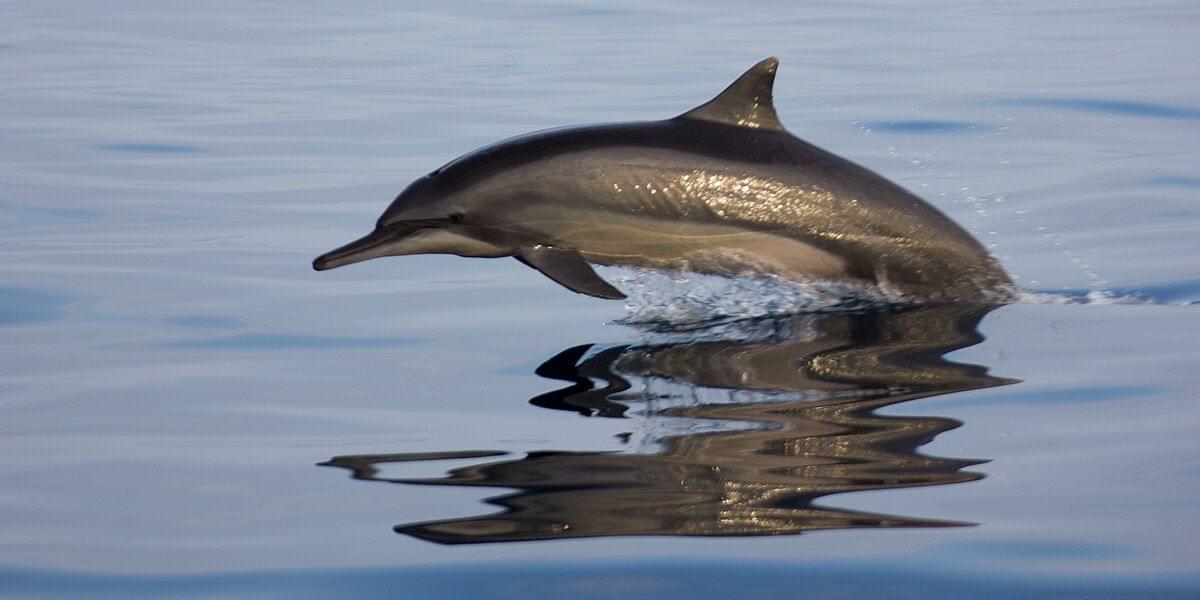 Dolphin