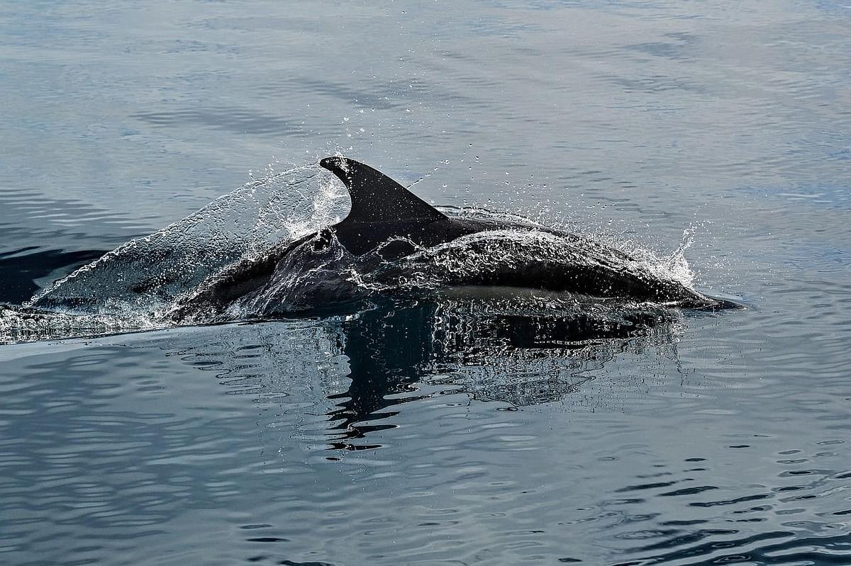 Dolphin watching in Assam