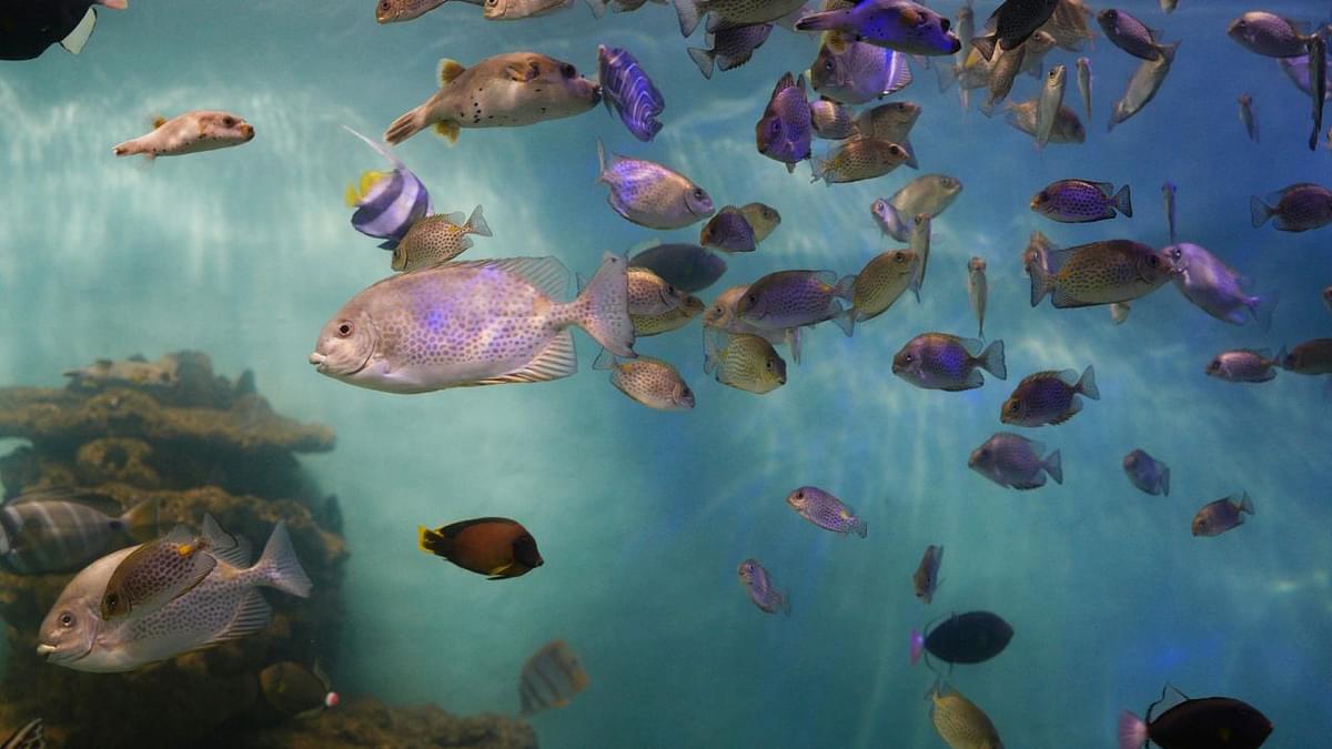 Aquarium in Dubai