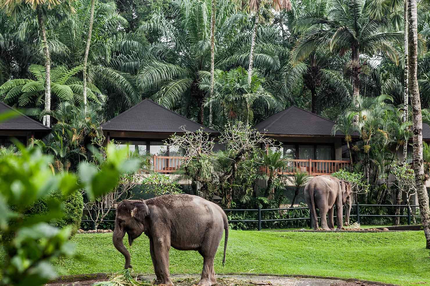 Elephant-safari-park