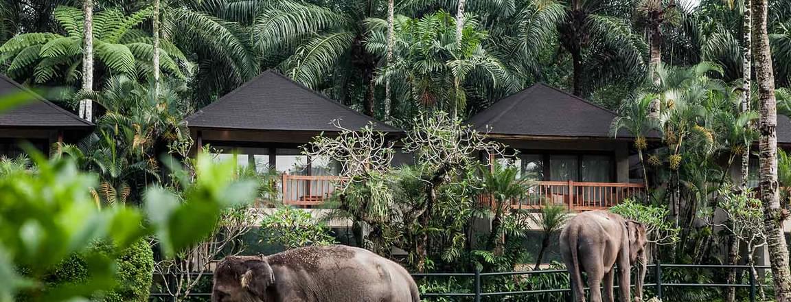 Elephant-safari-park