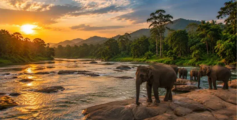 Gal Oya wilderness with elephants in a scenic river landscape.