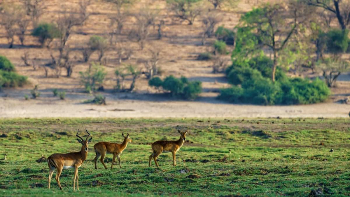 Gir National Park