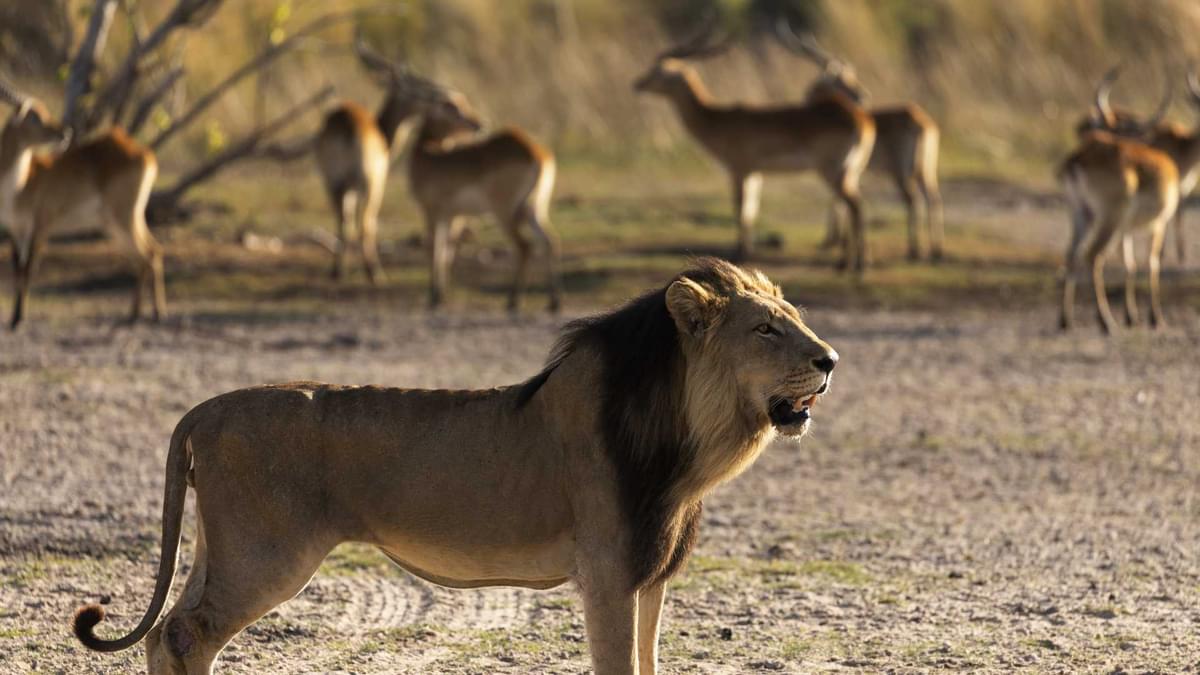 Gir National Park in Gujarat