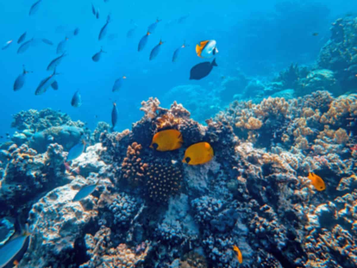 Great Barrier Reef Australia Guide