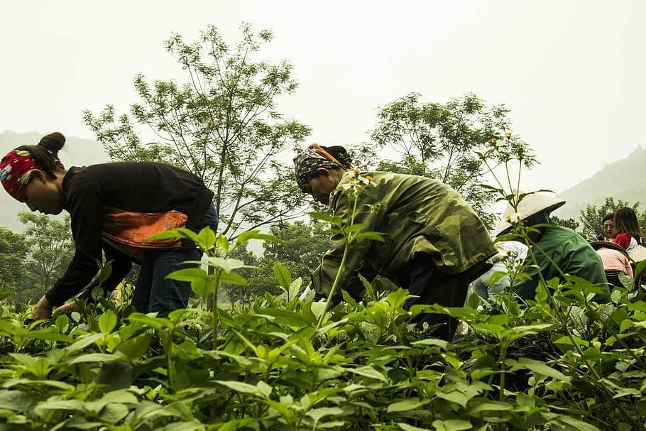 Hanoi's Cafe Culture
