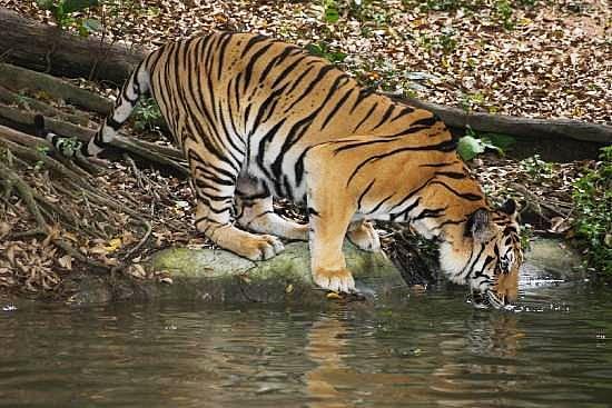 Khao Kheow Open Zoo.jpeg