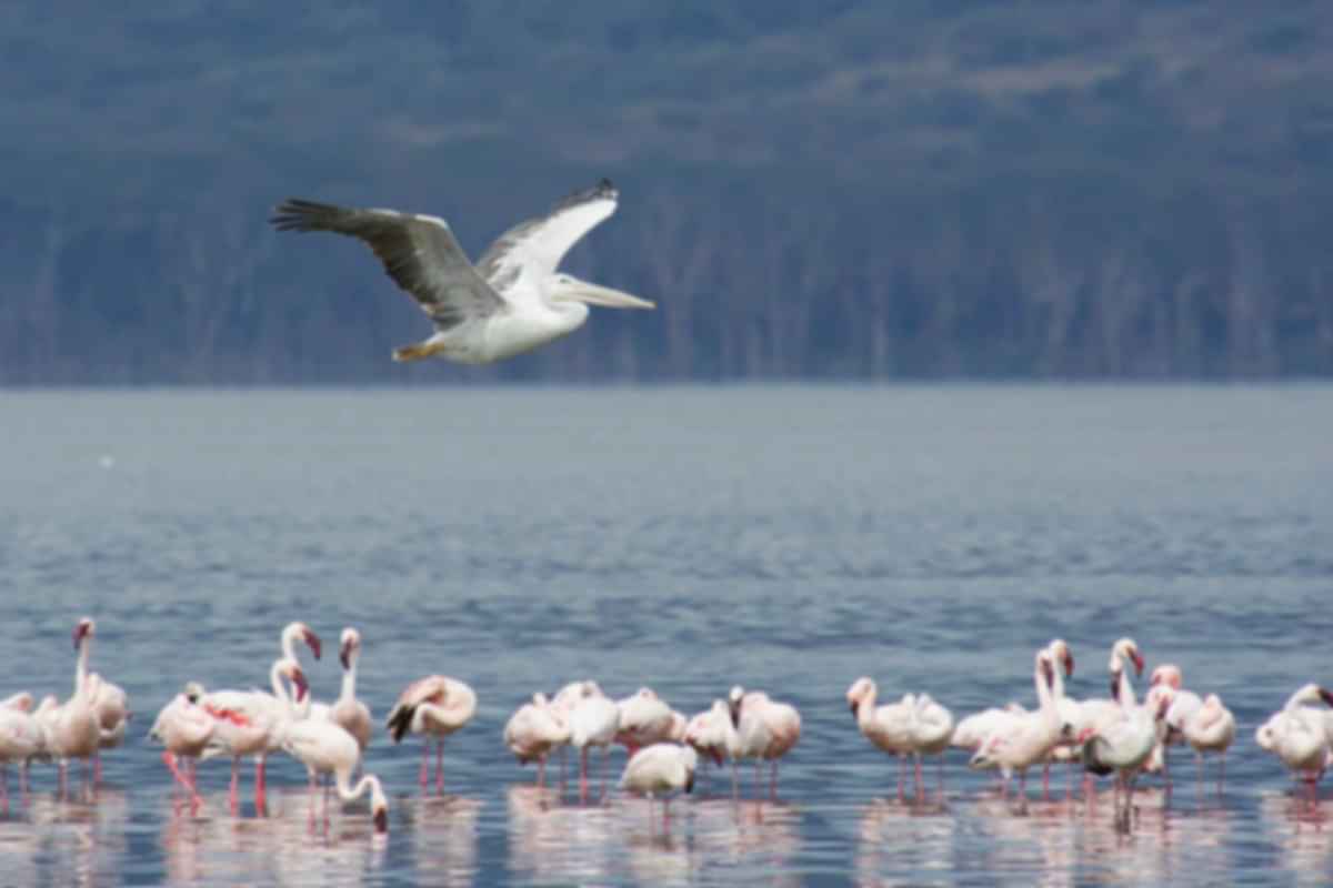 https://images.pickyourtrail.com/Lake_Nakuru_National_Park_fde37a08c0.jpg?dpr=1&q=40