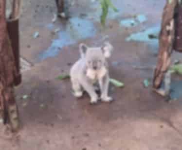 Lone Pine Koala Sanctuary