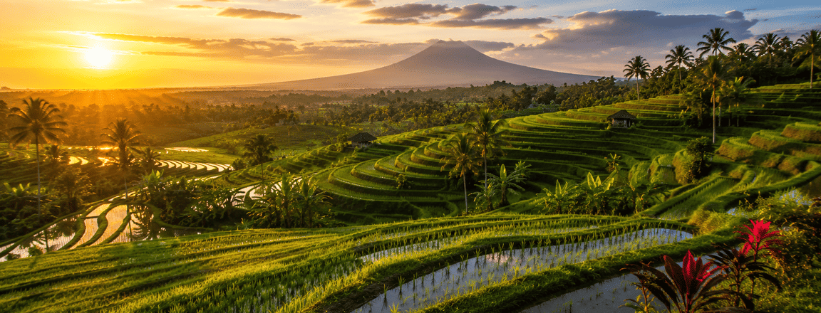 Lush Jatiluwih Rice Terraces
