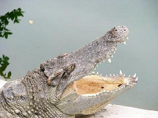 Million Years Stone Park and Crocodile Farm.jpeg