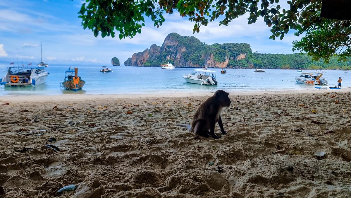 Monkey Beach.jpg