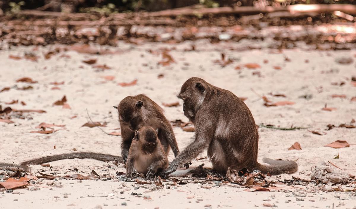 Monkey-beach-phi-phi-island