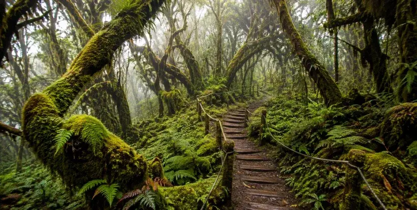 Misty Mossy Forest surrounded by lush greenery