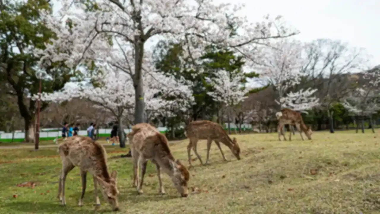 Nara Park, Japan: Sacred Deer, UNESCO Temples, Map, Tickets & Best Time to Visit