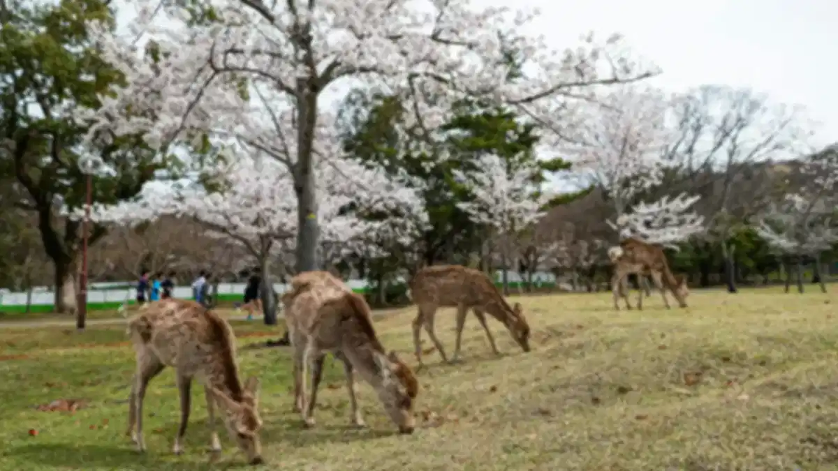 Nara Park, Japan: Sacred Deer, UNESCO Temples, Map, Tickets & Best Time to Visit