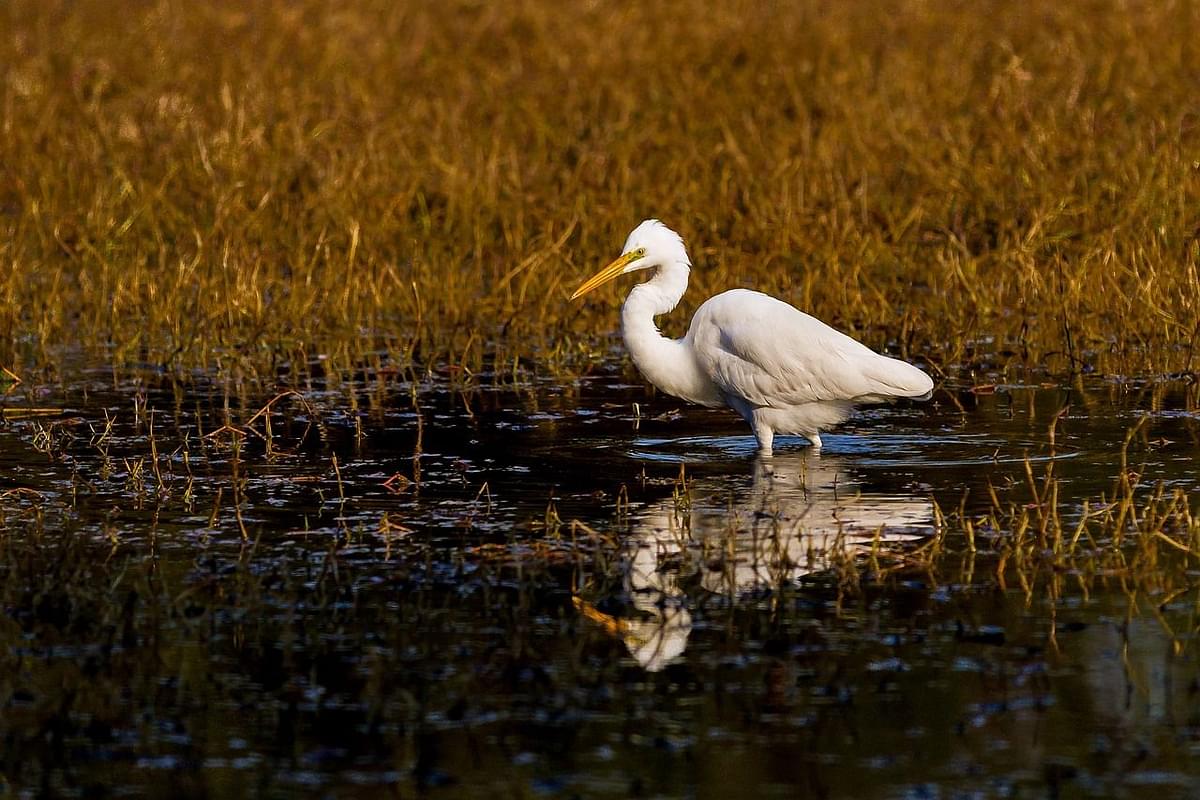 National Parks in Maharashtra