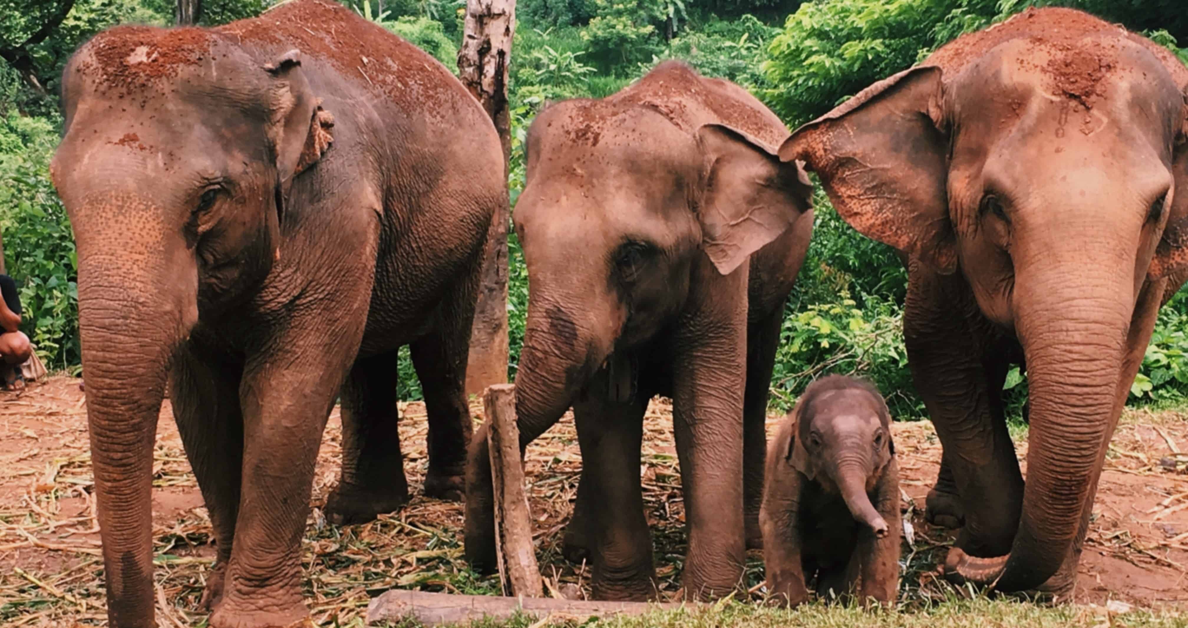 National Parks in Thailand: A Complete Guide & Planning Resource