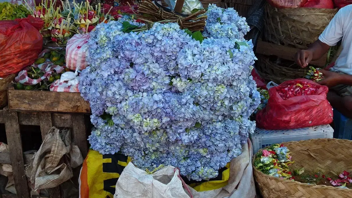  hydrangea in badung market